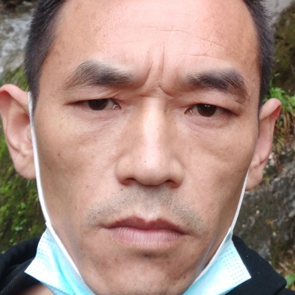 迷离那小海豚的照片