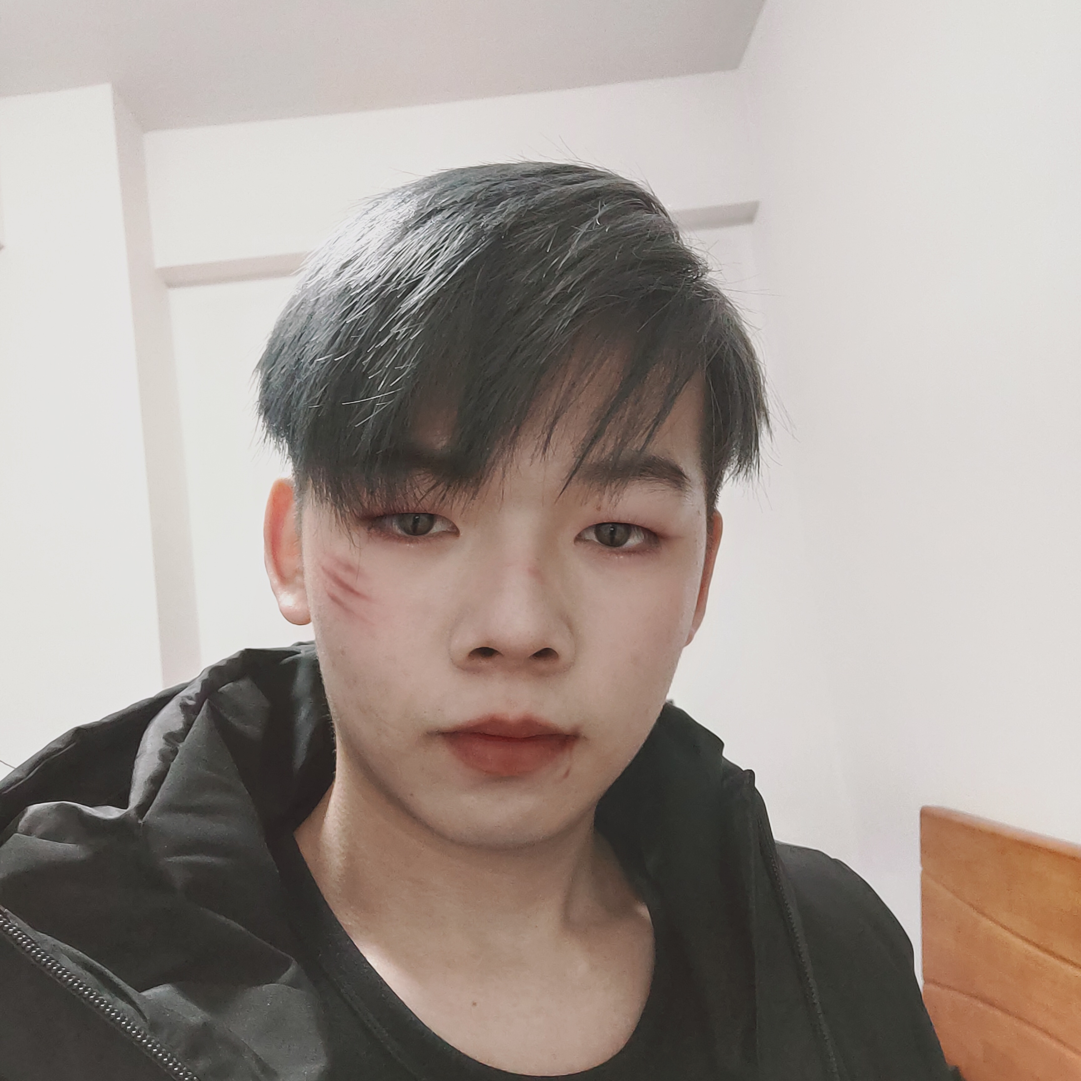 树上有只熊的照片