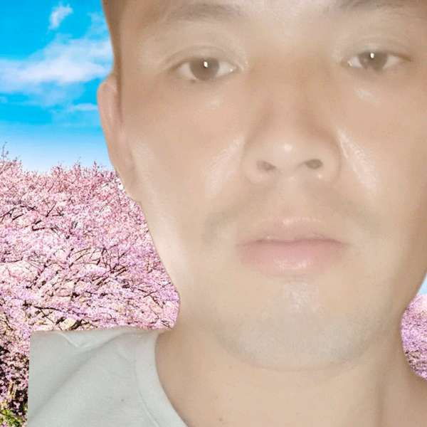 向日葵说纯真的照片