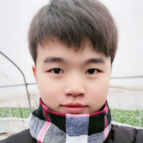 紧张方树叶的照片