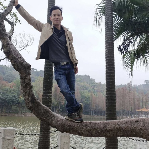 紫色紫罗兰的照片
