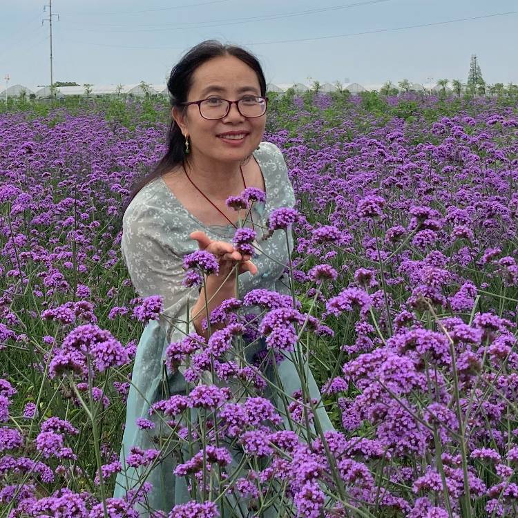 紫色的…的照片