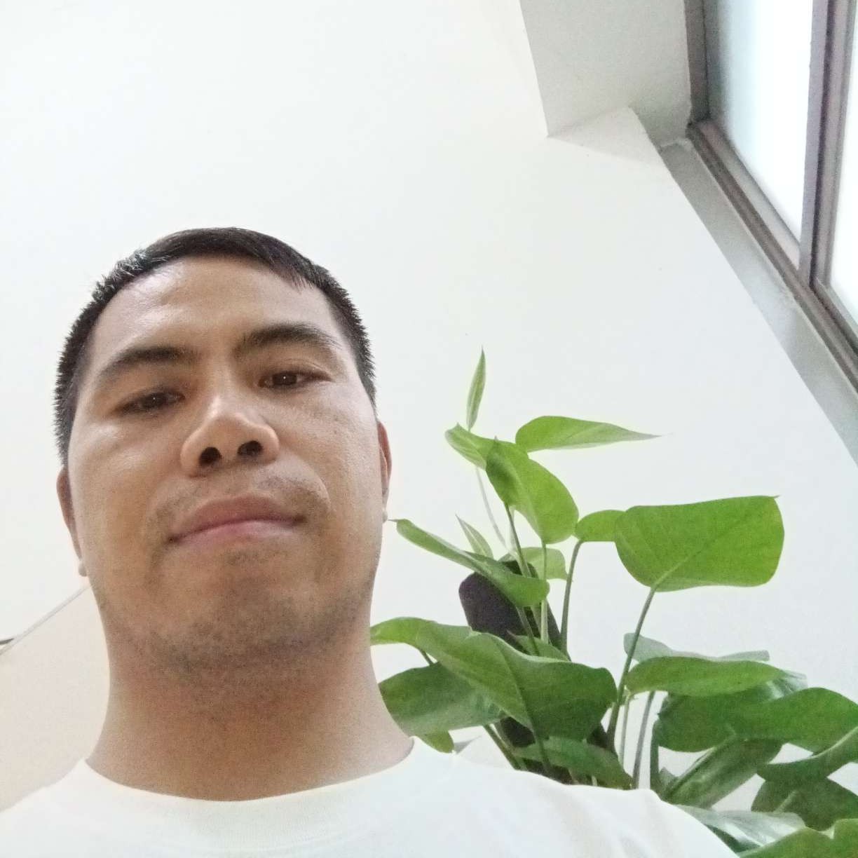 斑马多么彩色的照片