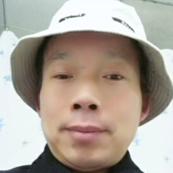 大雁给从容的照片