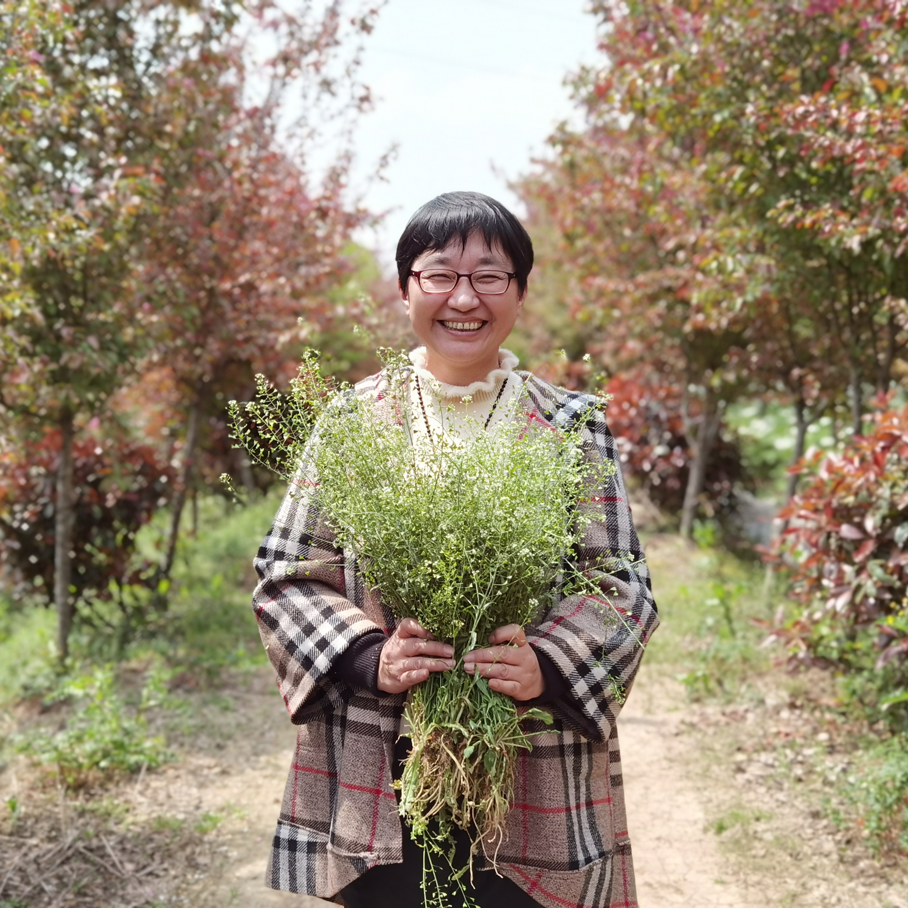 会唱歌的茶叶的照片