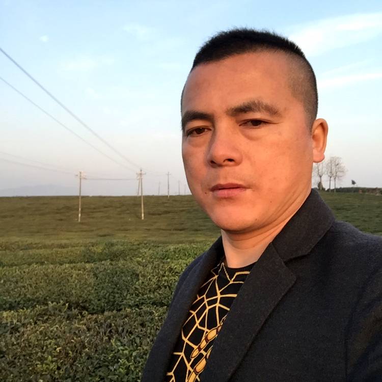 畅快相许树叶阳光的照片