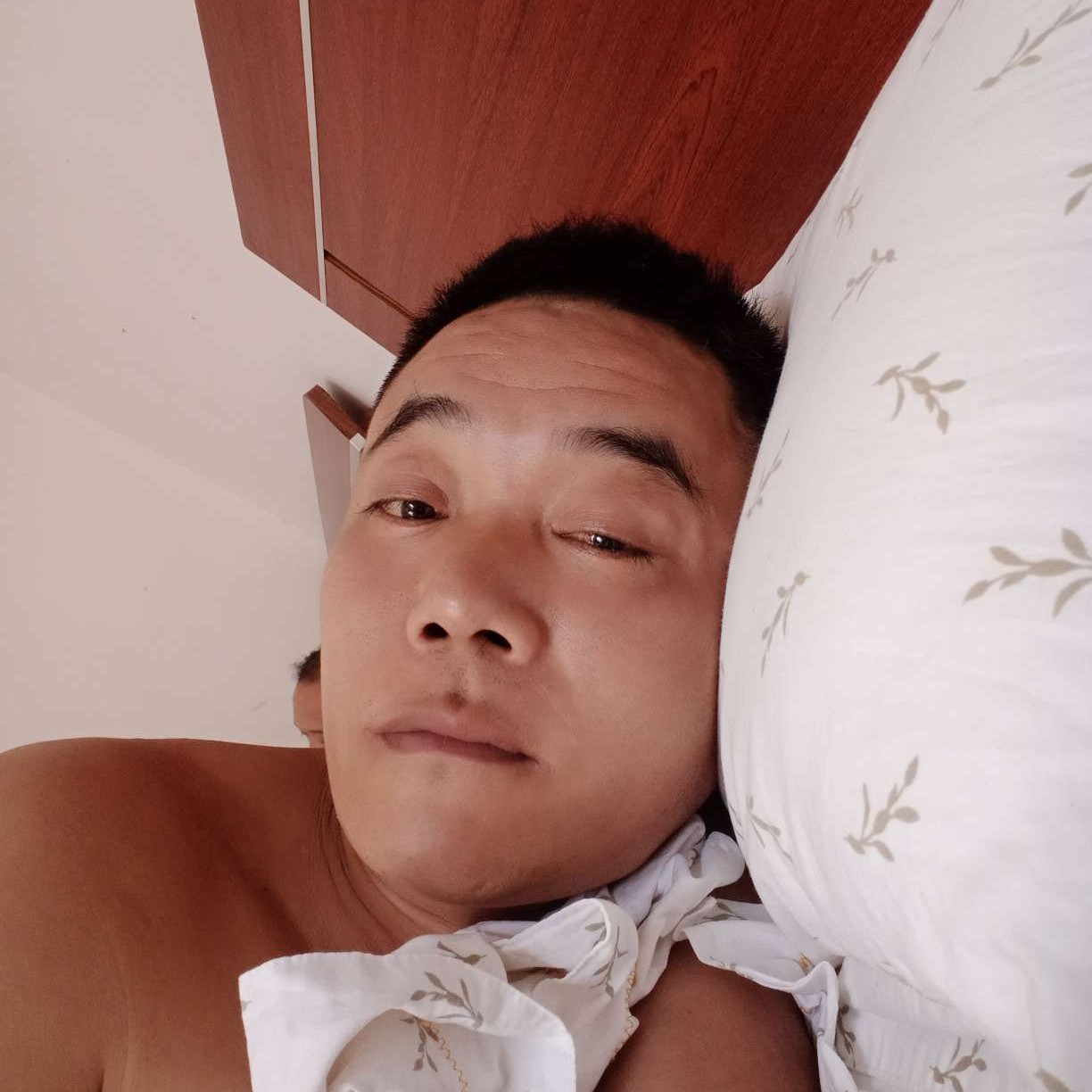 含羞草漫步温暖的照片