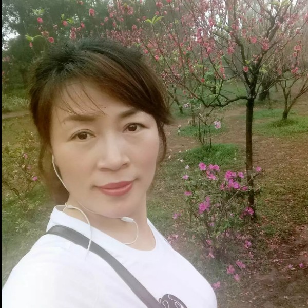 y向日葵h的照片