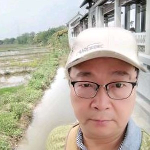 水杉结果子的照片