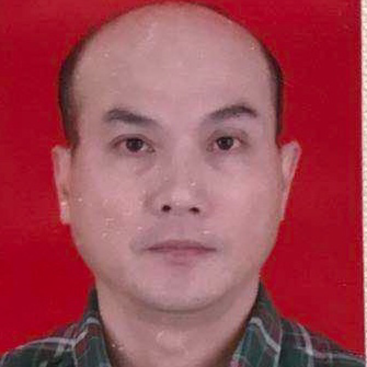 绿树常青的照片