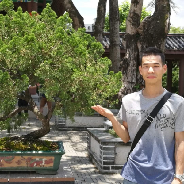 树下的企鹅的照片