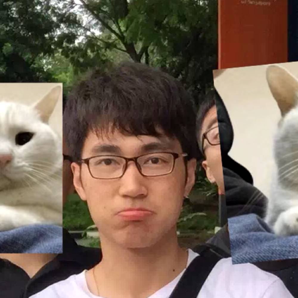 坚定踢白猫的照片