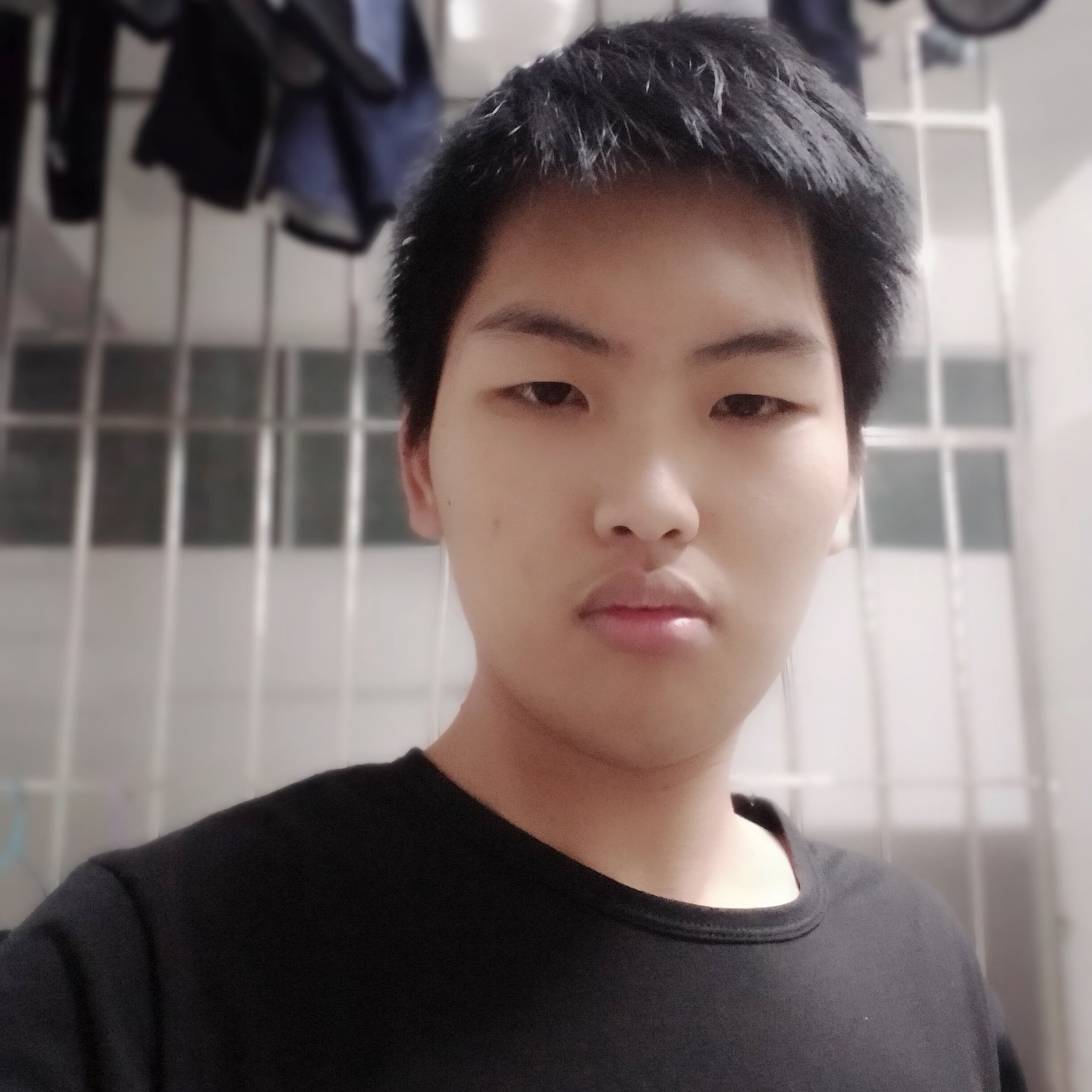 狂野黑熊的照片