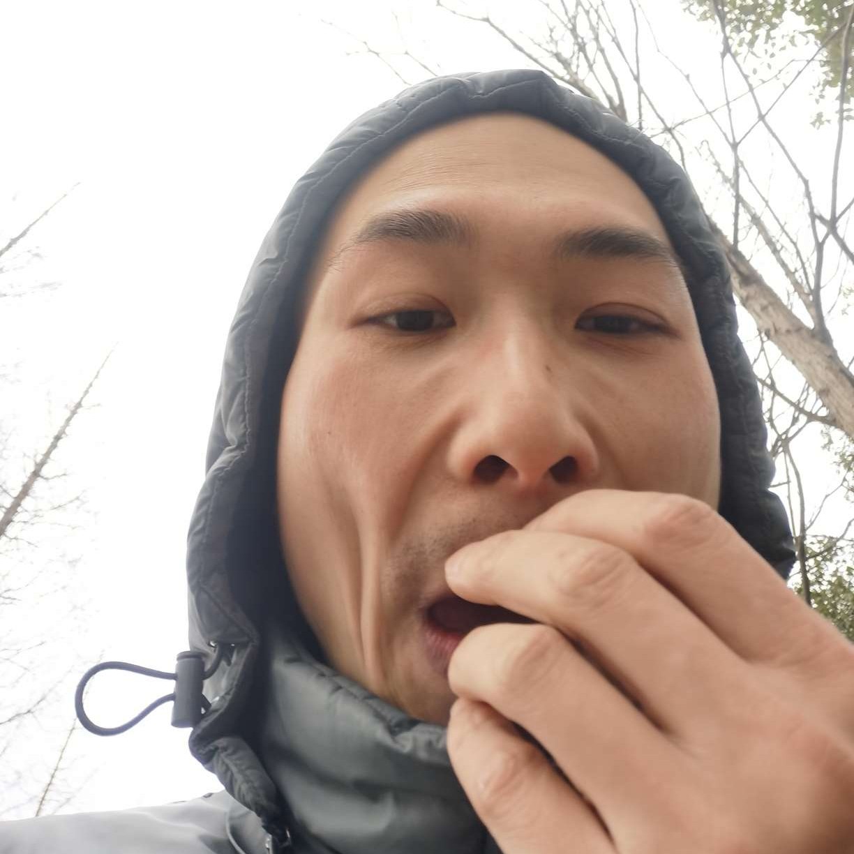 胖嘟嘟的猪的照片