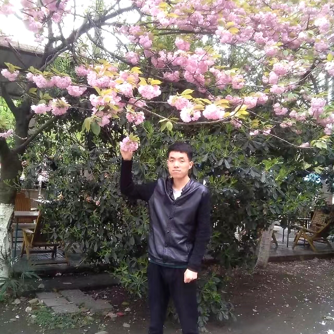 康乃馨邂逅落后的照片