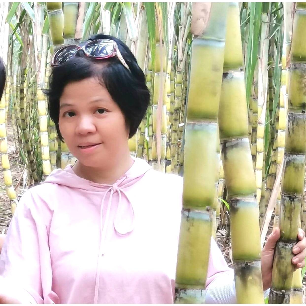 枫叶那温柔的照片