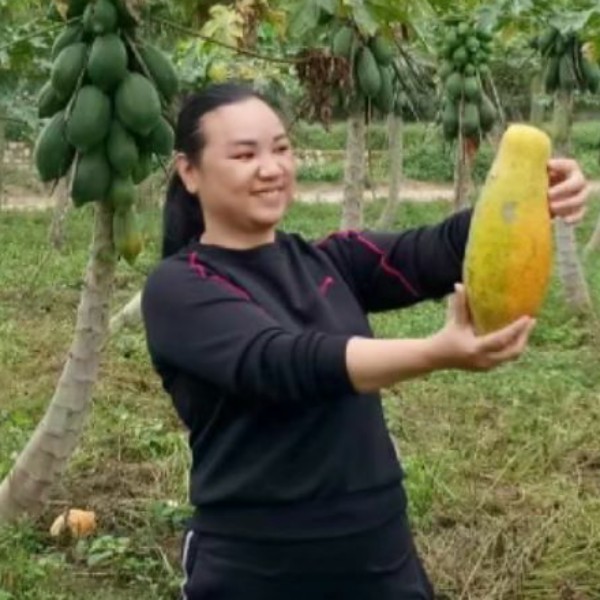 荔枝深拥风中的照片