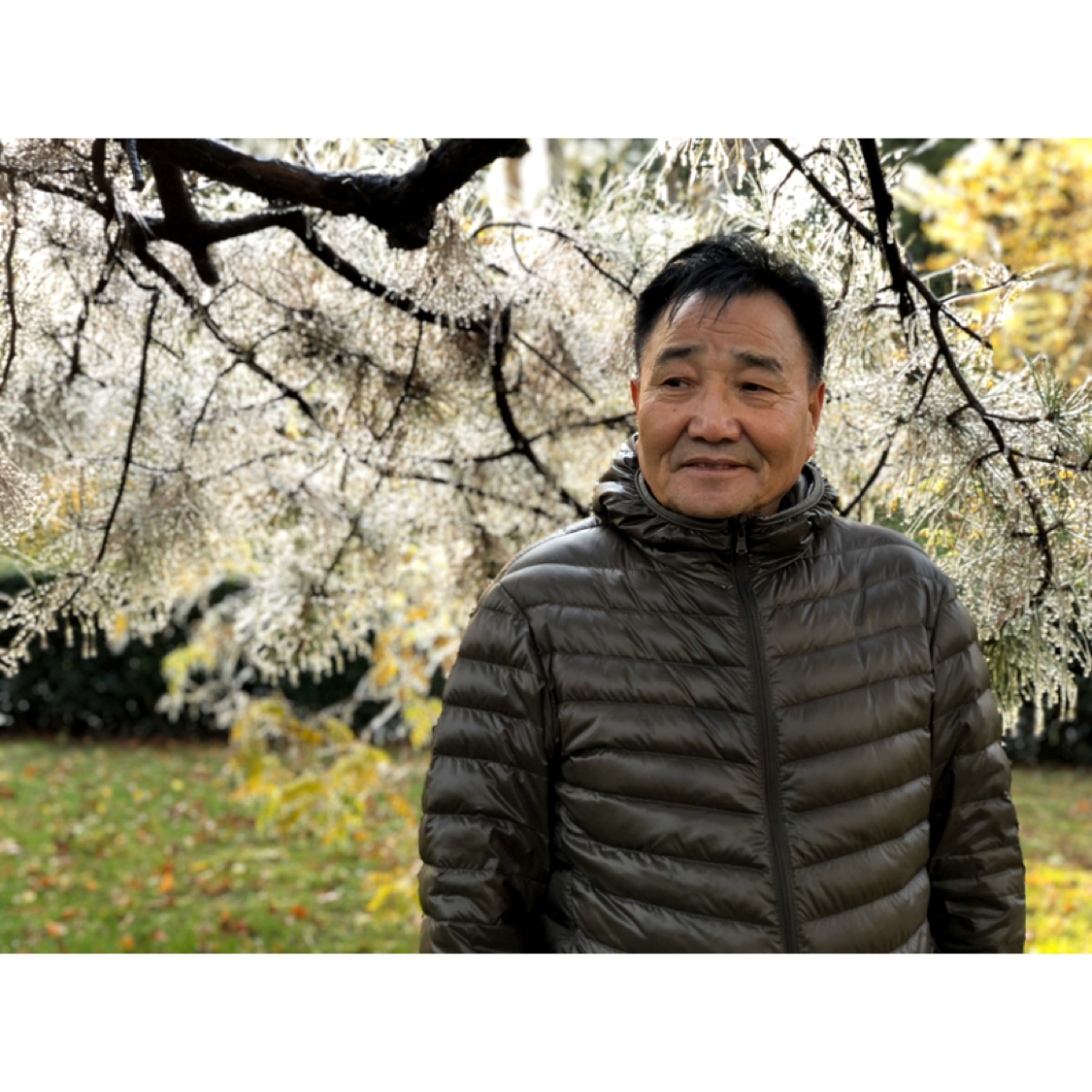 羊回首舒适的照片