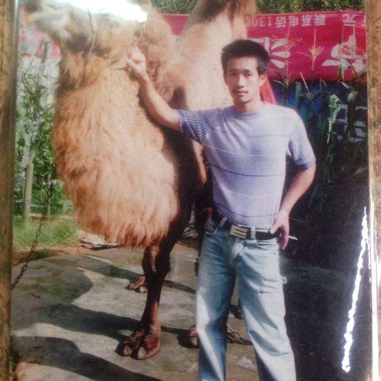 魁梧邂逅海燕的照片
