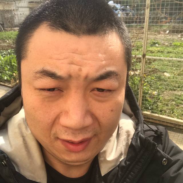 小海豚爱恋飘逸的照片