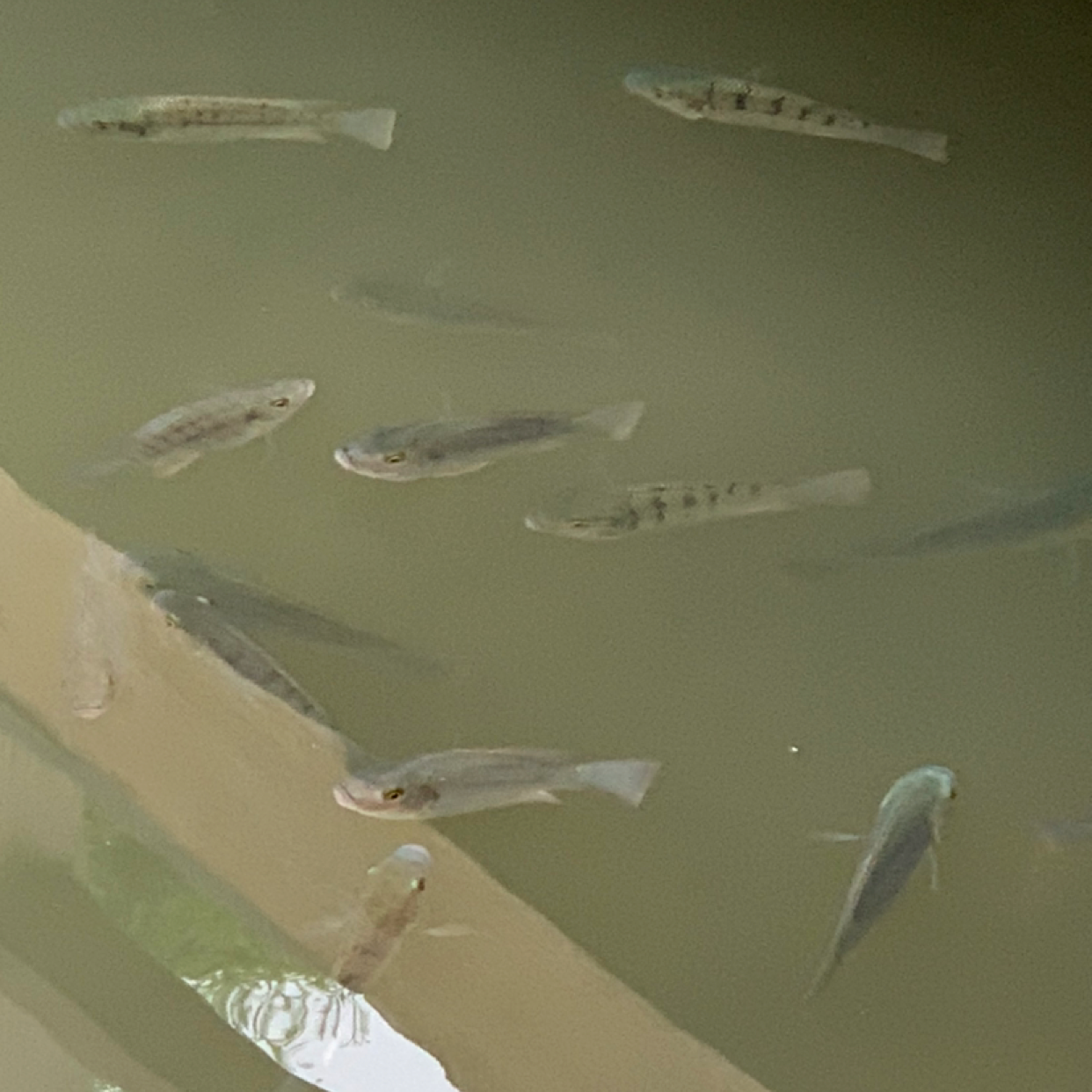 朴实浅吻橘子的照片