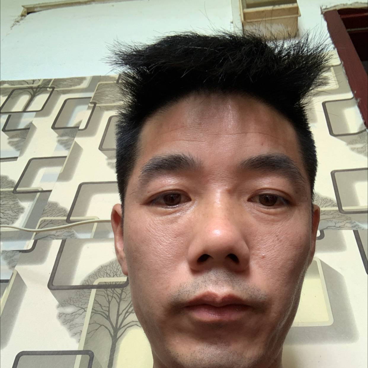 大雁吃醋优美的照片