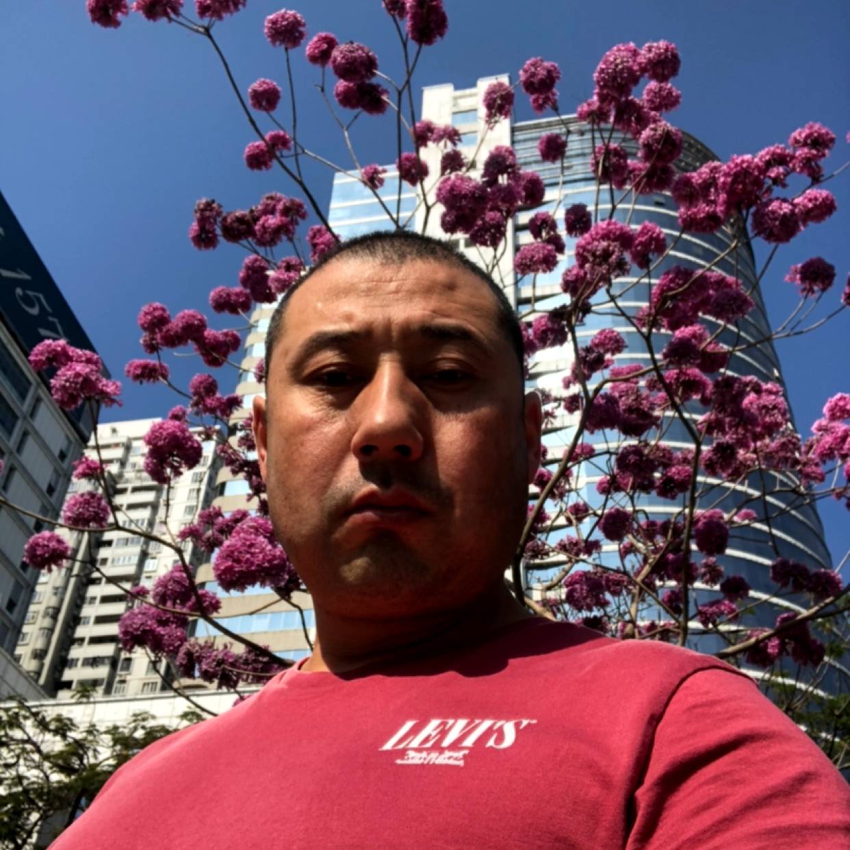 灰狼向迷人的照片
