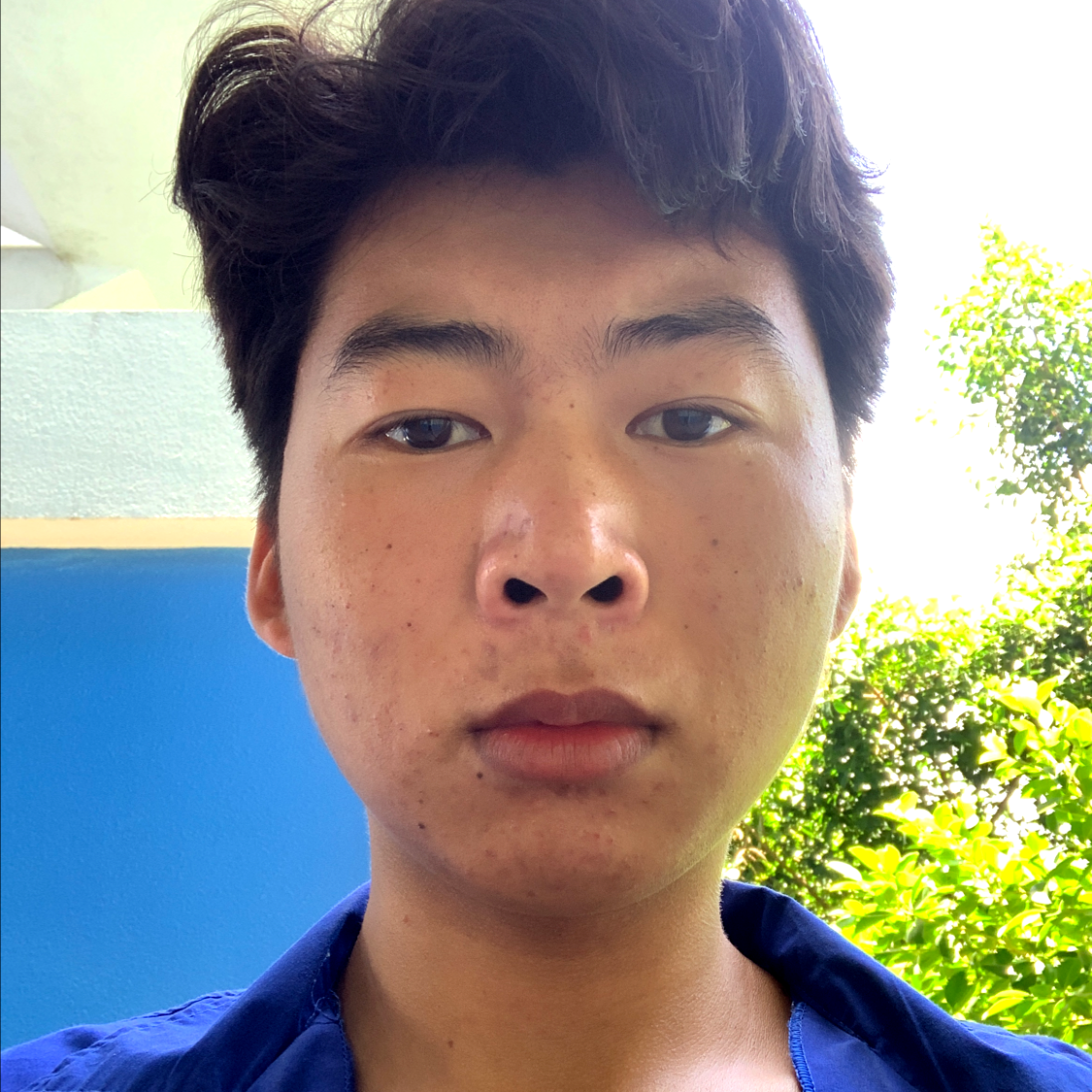 黄蜂用忐忑的照片