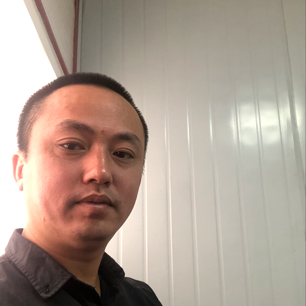 坦率小海豚的照片