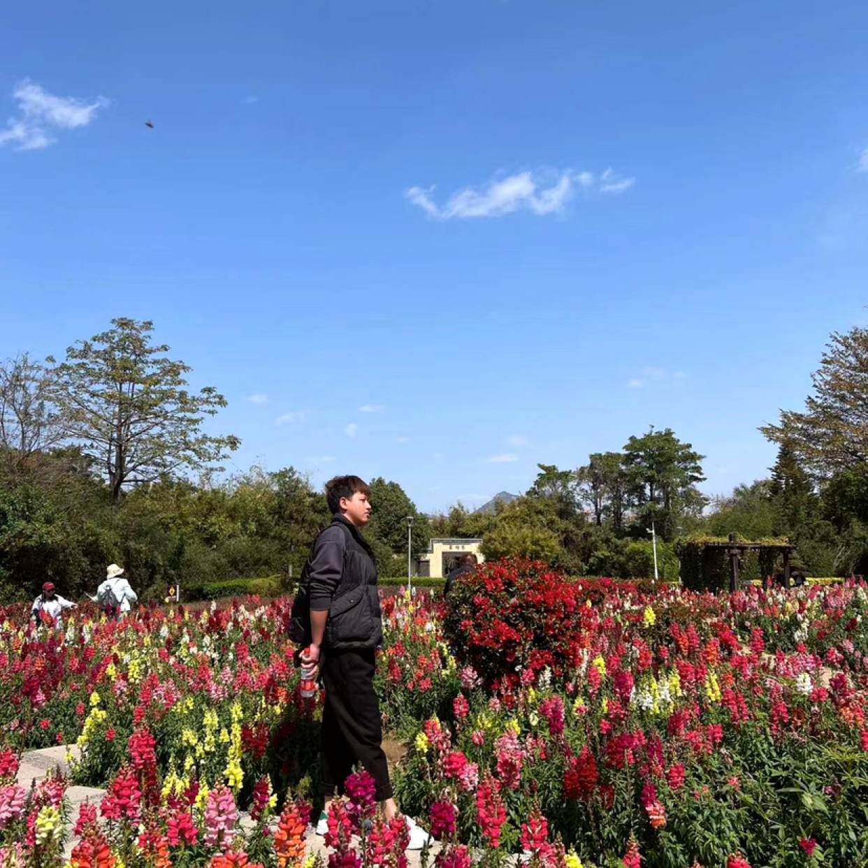 义气蹙眉芹菜的照片