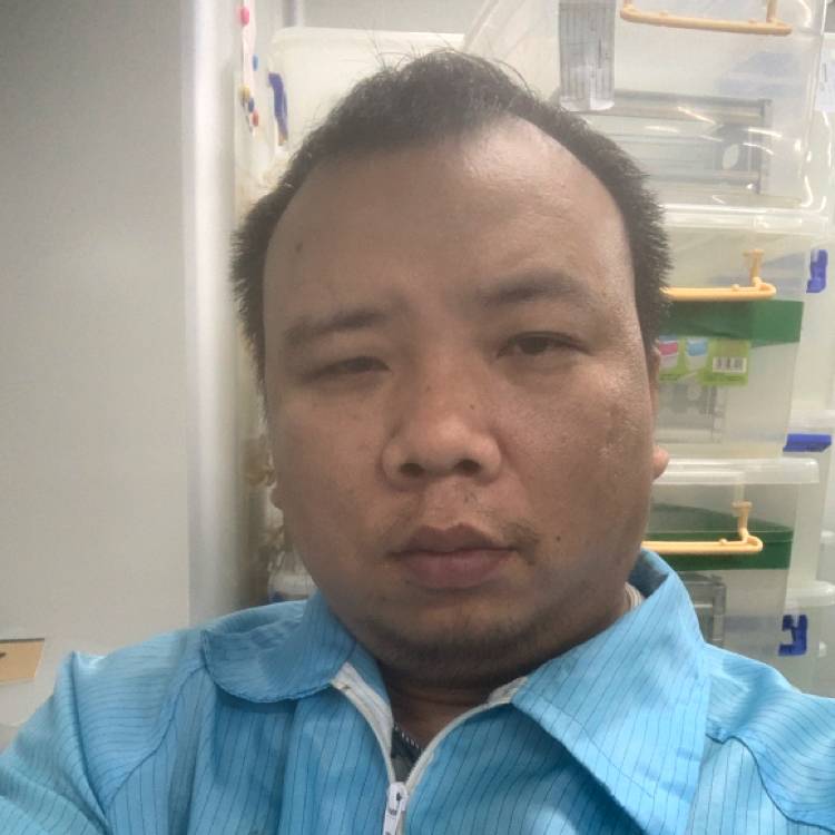 成就多么树叶的照片
