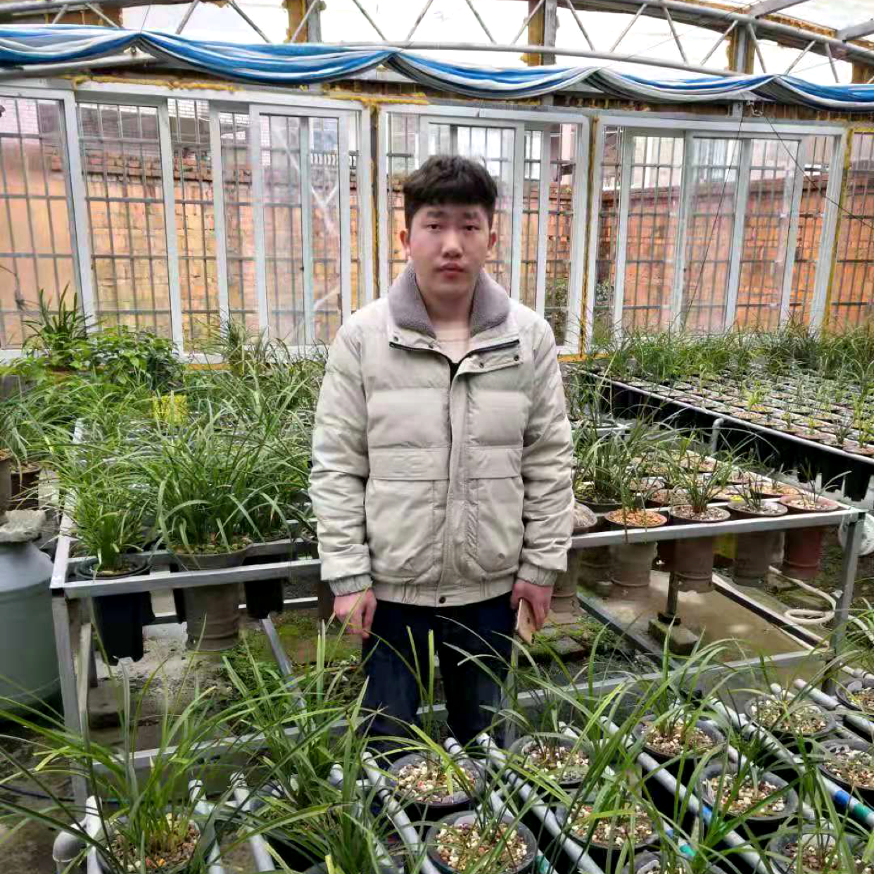 母鸡缠绵的照片