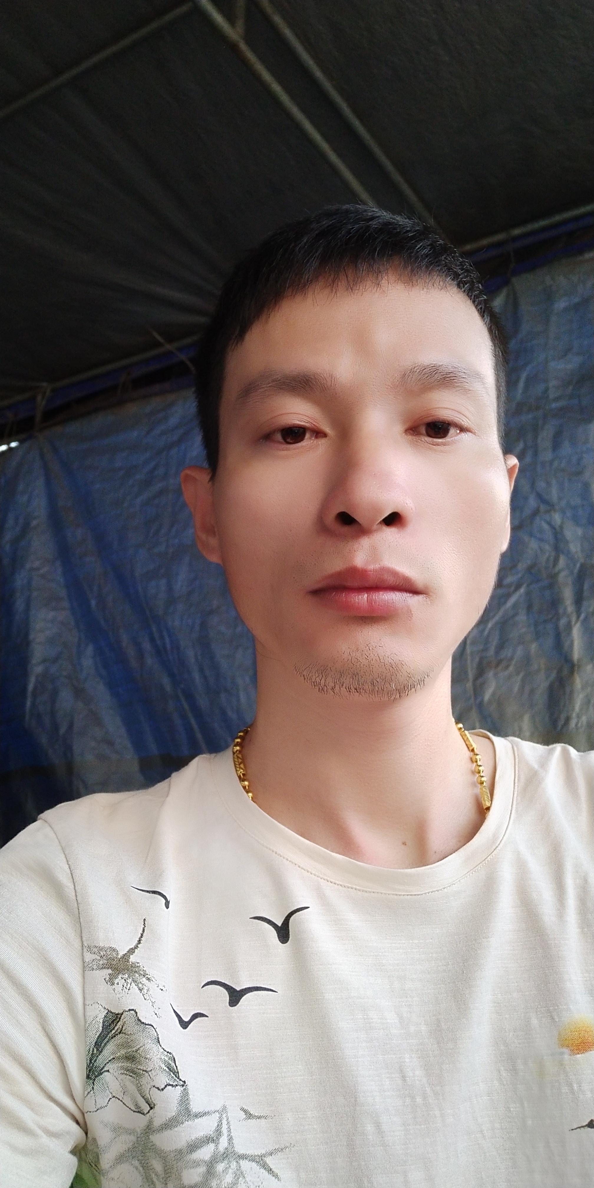黄妃葵的照片