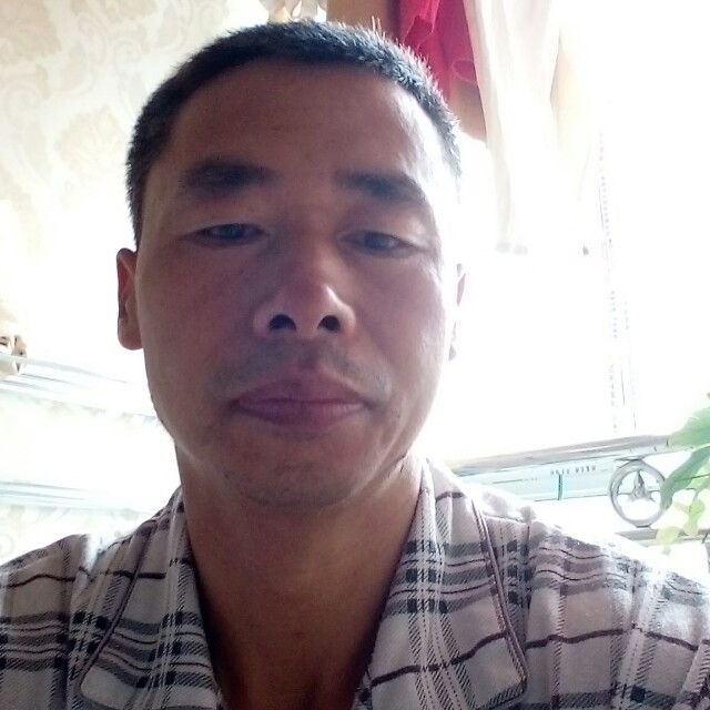 斯文西牛的照片