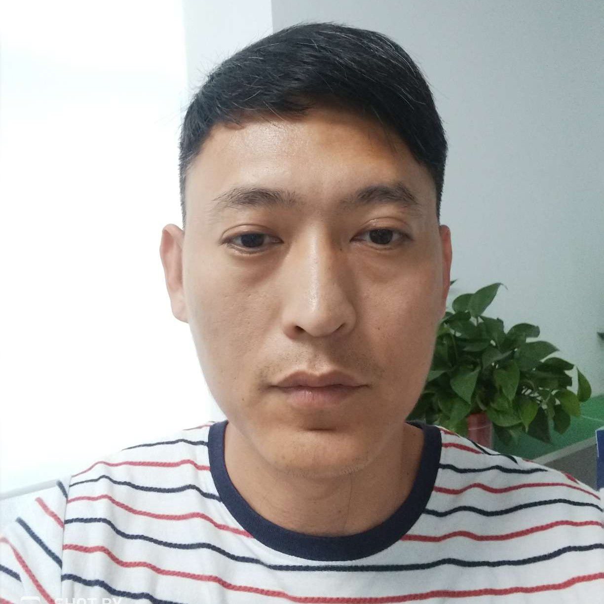 大雁的放弃的照片