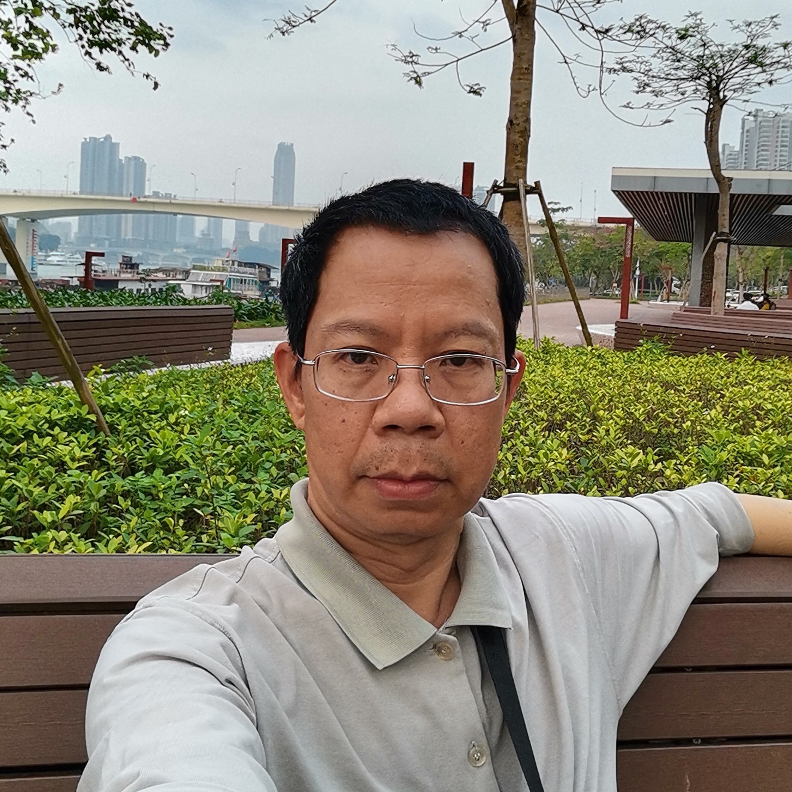 香樟叶的照片