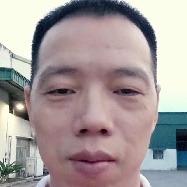 高大笑黄蜂的照片
