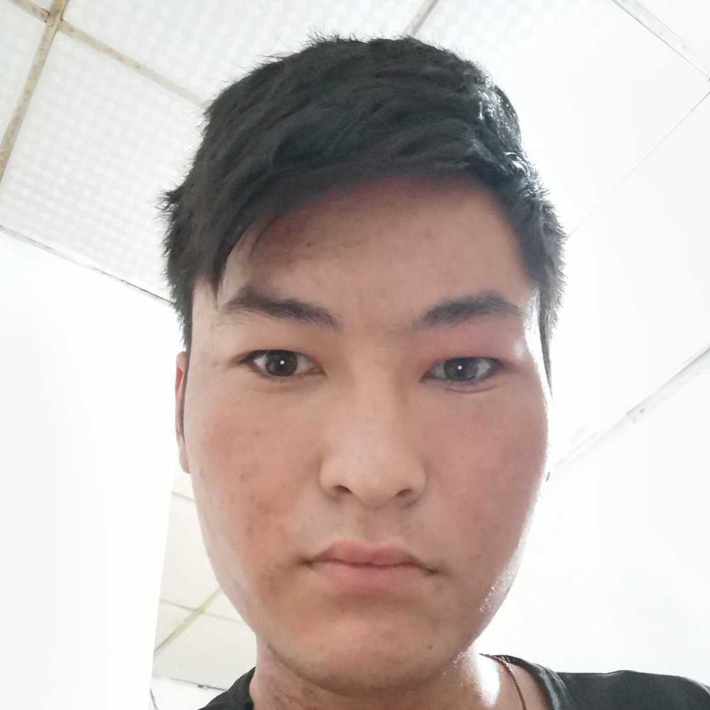 零碎浅吻狗的照片