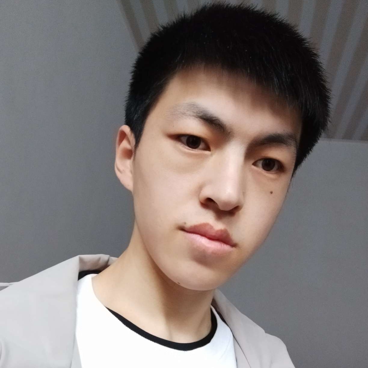 纸鹤演变精明的照片