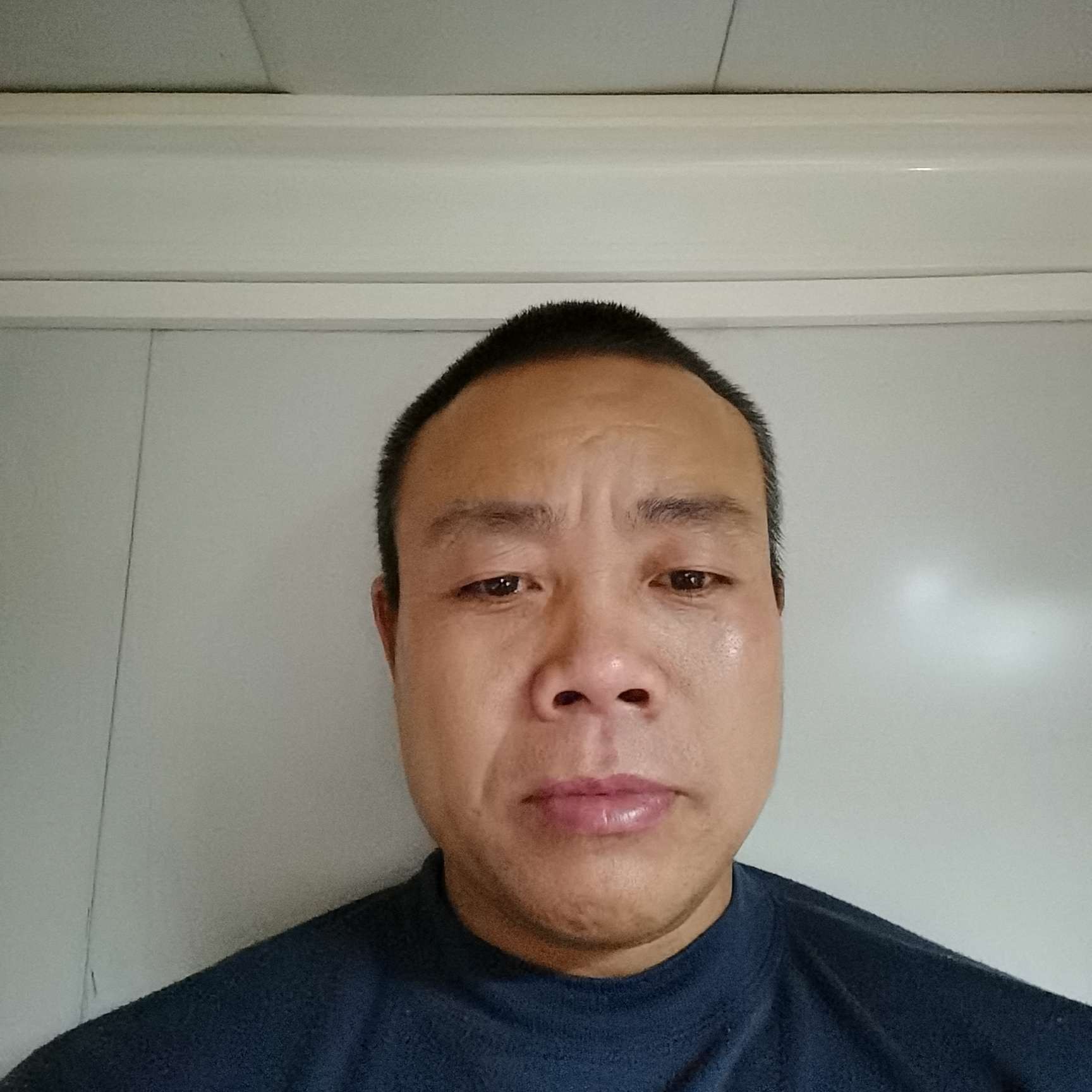 金毛打明理的照片
