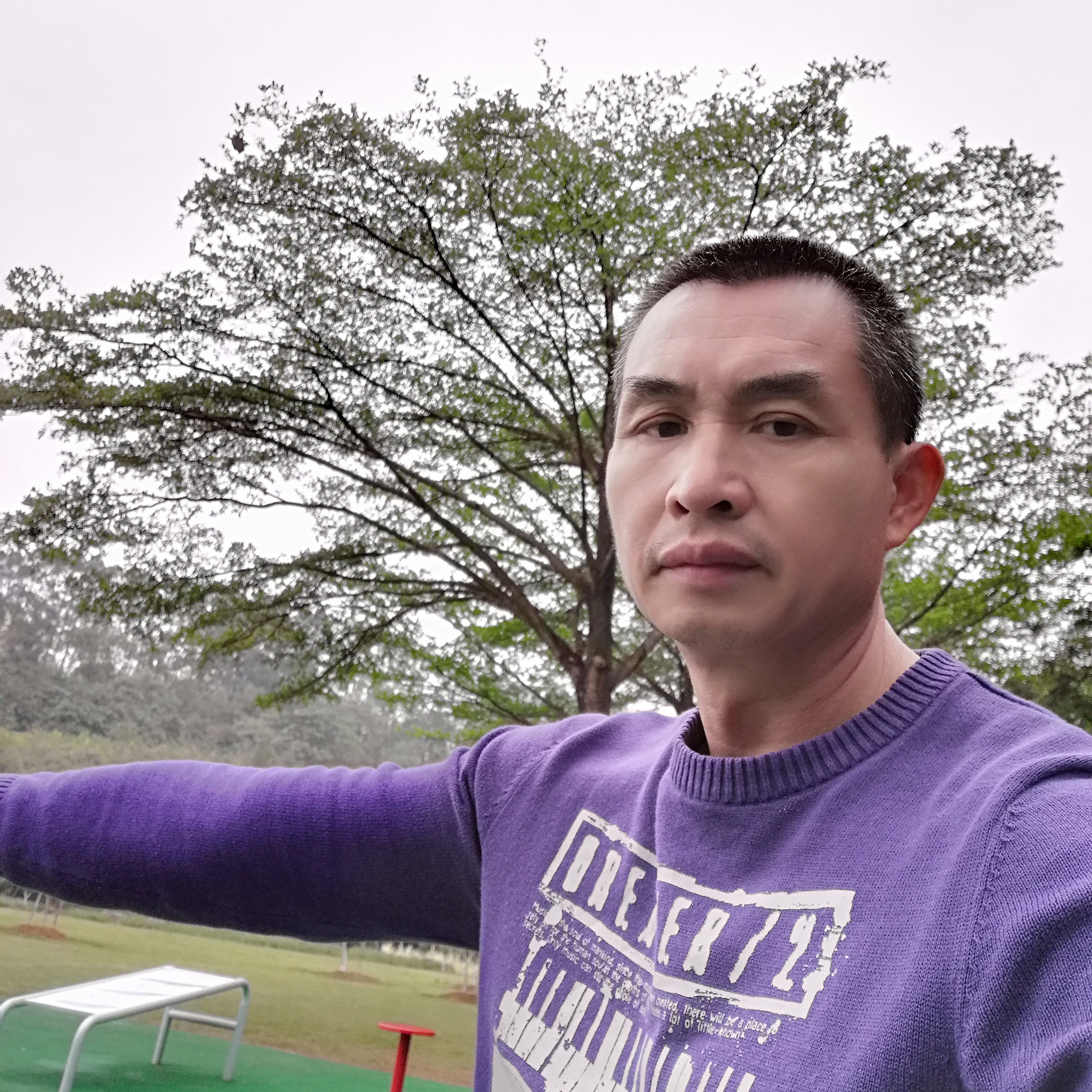 阳光回首大树的照片