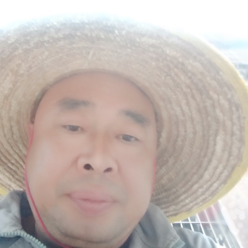 笨笨向向日葵的照片
