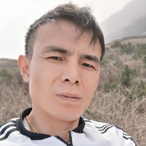 忠诚的骆驼的照片
