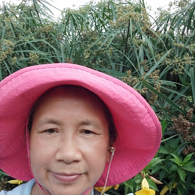 地丁的照片