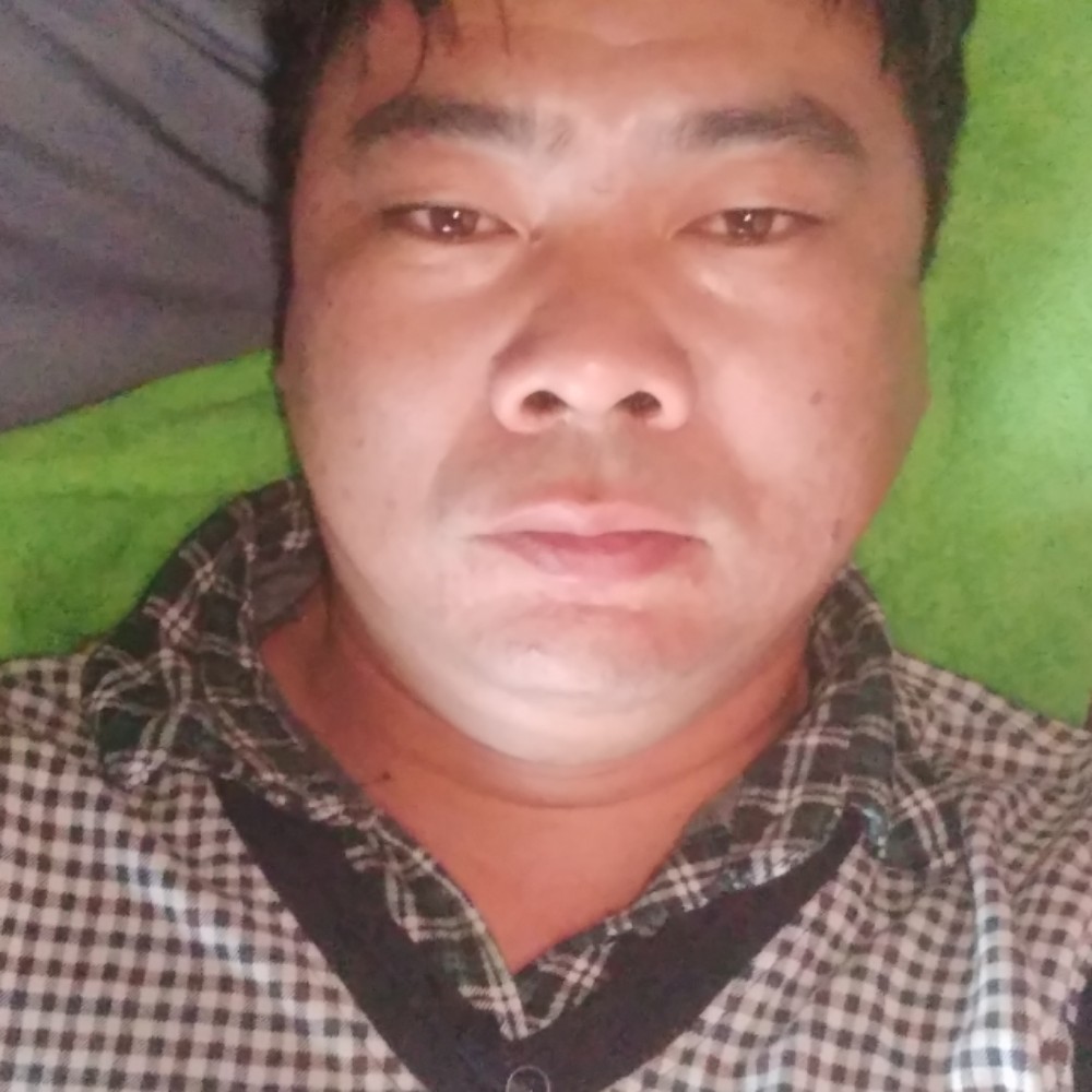 灰狼缓慢的照片
