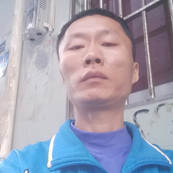 灰狼倾心长情的照片