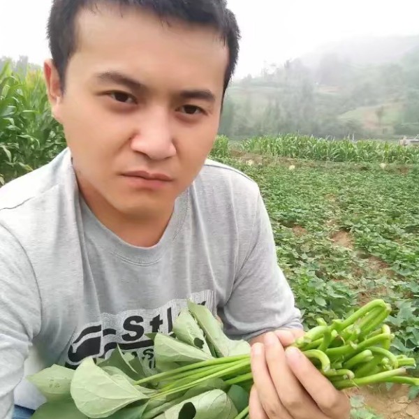 秋风吹黄叶的照片