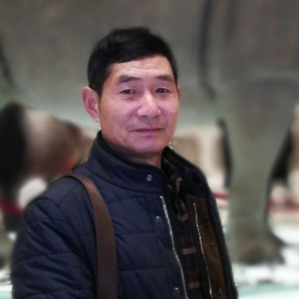 现代鸵鸟的照片