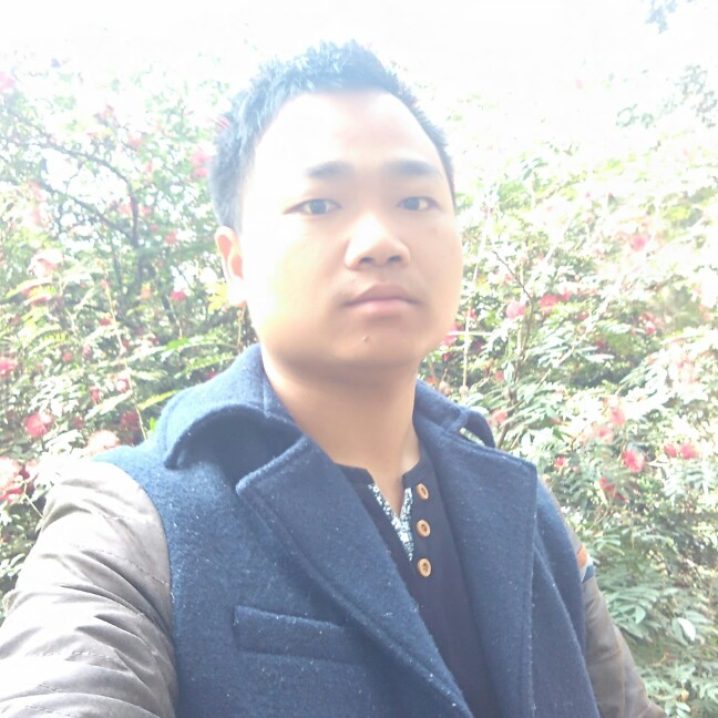 清新的森林的照片