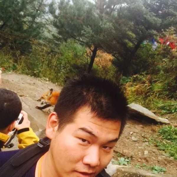 苹果打树叶的照片
